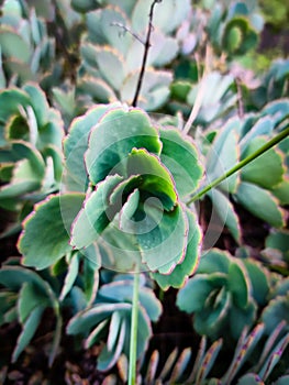 Garden plants flowering plants, micro photography