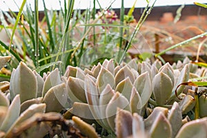 Garden plants of Graptopetalum rusbyi (Greene) Rose, Family Crassulaceae, Genus Graptopetalum.