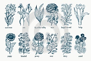 Garden plants. Hand drawn botany set. Vintage flowers. Monohrome illustration in engraving style.