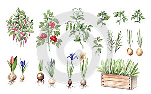 Garden plants, herbs, vegetables and flower bulbs