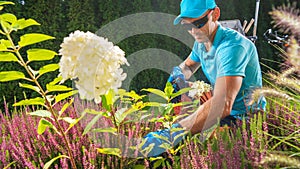 Garden Plants Pruning Performed by Caucasian Garden Worker