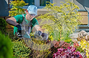 Garden Plants Spring Shaping