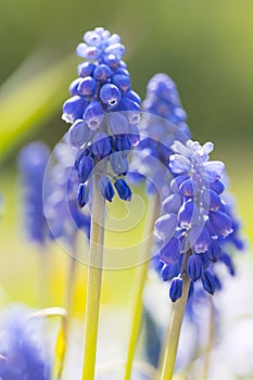 Grape hyacinth Muscari in natural environment photo