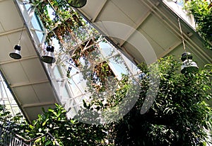 Garden plants wind twist glass windows in a greenhouse. Conservatory orangery building