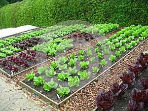 Garden Plots of Lettuce