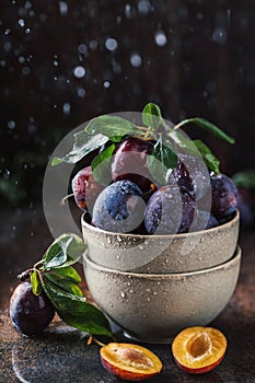 Garden plums on table. Close up of fresh plums with leaves. Autumn harvest of plums.