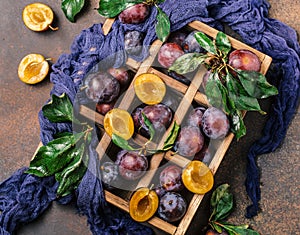 Garden plums on table. Close up of fresh plums with leaves. Autumn harvest of plums.