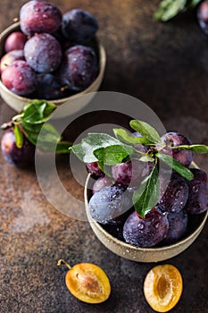 Garden plums on table. Close up of fresh plums with leaves. Autumn harvest of plums.