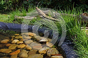 Garden Pond