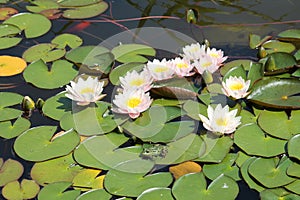 Garden pond with green leaves and white flowers of water lilies Nymphaea