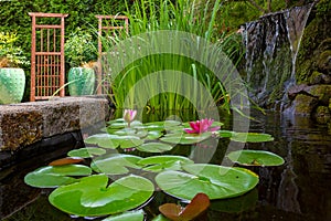 Jardín estanque plantas a cascada en patio trasero 