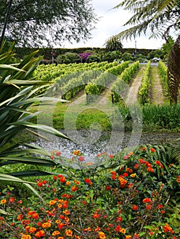 Garden: pond with vines in subtropical garden