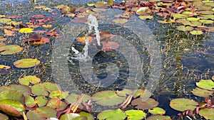 Garden Pond Water Fountain