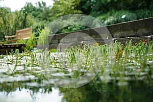 Garden ponds are impressive small biotopes photo