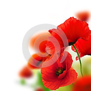 Garden of poppies, flower background photo