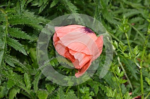 Garden poppy. Bright passion flower