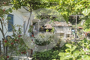 A Garden in Poros Elios Proni, Cephalonia photo