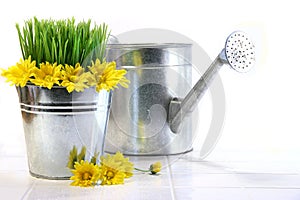 Garden pot with grass, daisies and watering can