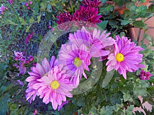 Pots of chrysanthemums and daisies