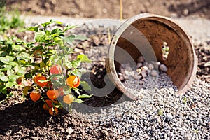 Garden Pottery and Snail Decoration with Orange Lantern Flowers