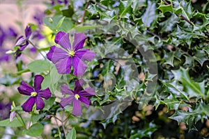 Garden with precious Tibouchina.