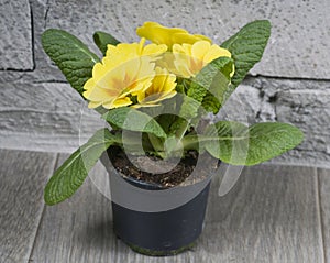 Garden primerose in flower pot