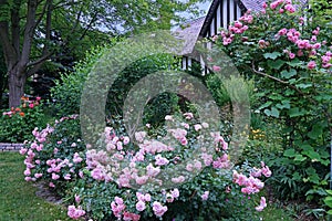 garden with prolific rose bushes