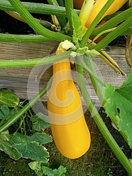 Garden pumpkin, zucchini, cucurbita pepo subsp. pepo