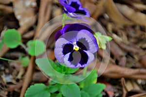 In the garden, the purple flower of Viola tricolor var. hortensis