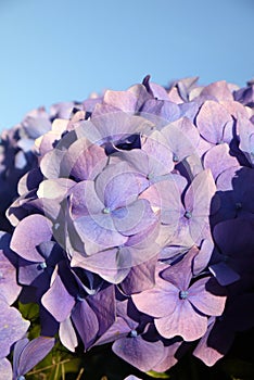 Garden: purple hydrangea flower blue sky
