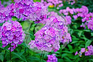 Garden purple phlox Phlox paniculata, summer flowers
