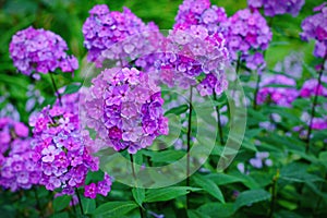 Garden purple phlox Phlox paniculata, summer flowers