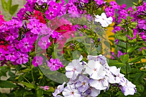 Garden purple phlox. Phlox paniculata vivid summer flowers