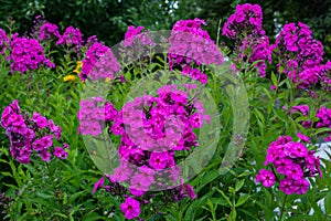 Garden purple phlox (Phlox paniculata), vivid summer flowers