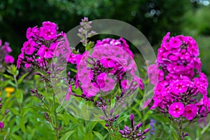 Garden purple phlox (Phlox paniculata), vivid summer flowers