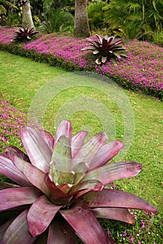 Garden: purple subtropical bromeliads