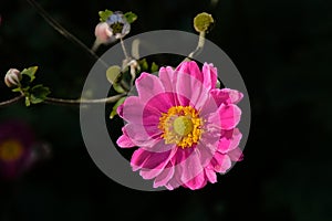 Garden pyrethrum on a dark background