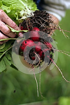 Garden radish