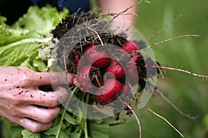 Garden radish