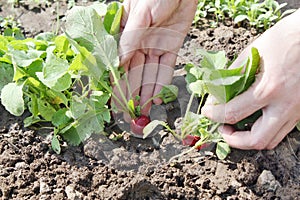 Garden radish