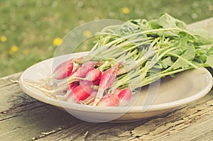 Garden radish in a garden/rural style: a garden radish in a garden, selective focus