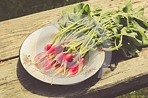 Garden radish in a garden/rural style: a garden radish in a garden, top view