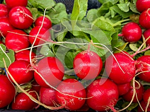 Garden Radish, rich in look and spicy, peppery, crunchy in taste