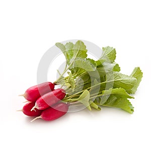 Garden Radish