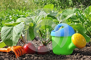 Garden radish and watering can