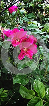 Garden after rain rose bush flowers flowerbed raindrops