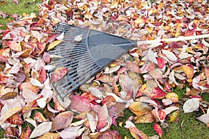 Garden Rake on Fallen Leaves