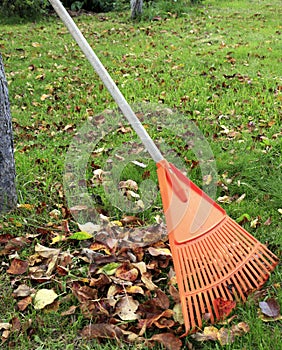 Garden rake for harvesting fallen foliage in the garden in October or November. Concept of garden autumn works
