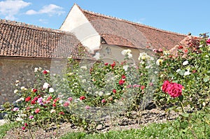 Garden in Rasnov fortress