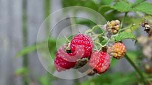 Garden raspberries on a sunny summer day,